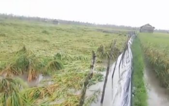 Sawah Desa Serdang dan Pergam Roboh Diterpa Angin Kencang