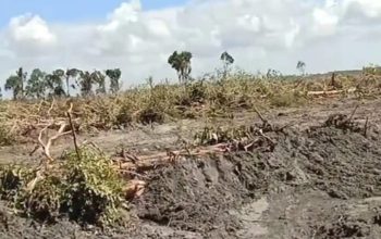 Pulau Lepar Terancam Jadi Pulau Sawit, Hutan Digarap PT SNS, Warga Tanjung Labu Pasrah