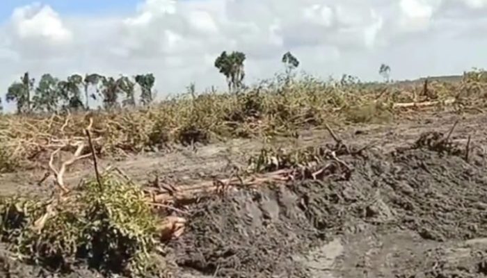 Pulau Lepar Terancam Jadi Pulau Sawit, Hutan Digarap PT SNS, Warga Tanjung Labu Pasrah