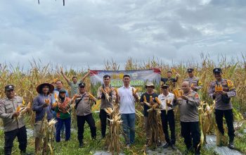 Polsek Payung Panen Jagung Tahap I, Hasilkan ±5 Ton untuk Dukung Swasembada Pangan