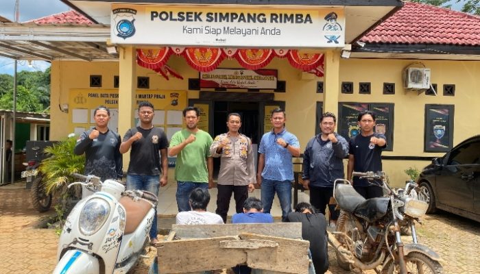 Polsek Simpang Rimba Tangkap Tiga Pelaku Pencurian Sawit di Perkebunan PT BAM