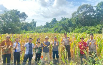 Panen Jagung Polres Basel di Desa Gadung Hasilkan Ratusan Kilogram