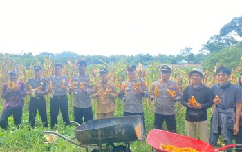Dukung Ketahanan Pangan, Polres Bangka Selatan Panen Jagung Bersama Pemdes Gadung