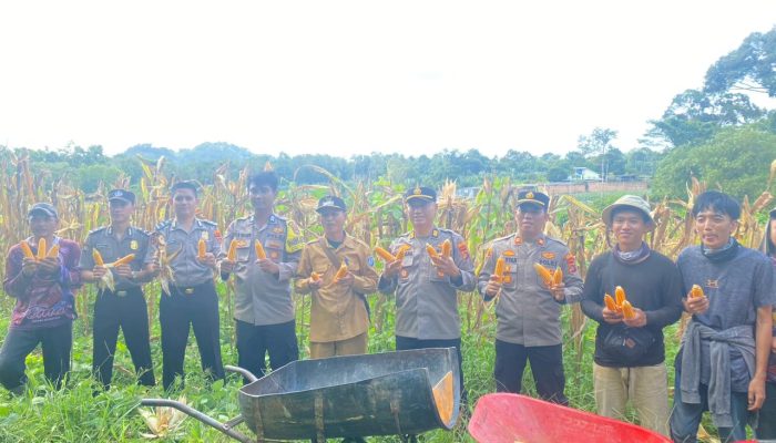Dukung Ketahanan Pangan, Polres Bangka Selatan Panen Jagung Bersama Pemdes Gadung